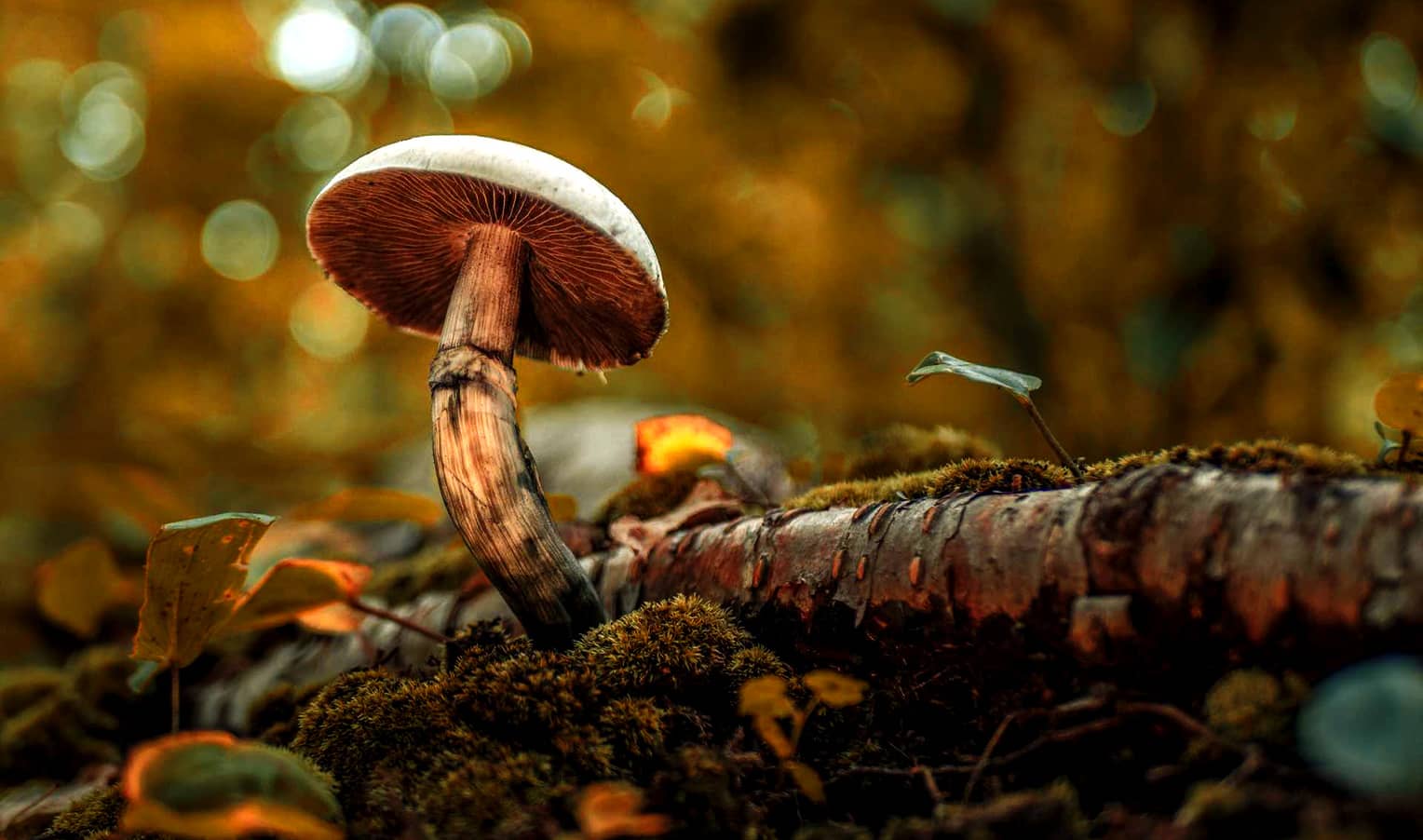 Where Do Psilocybin Mushrooms Grow in Ukraine: Hallucinogenic Forest Mushrooms