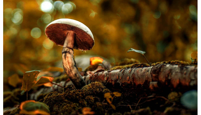 Where Do Psilocybin Mushrooms Grow in Ukraine: Hallucinogenic Forest Mushrooms
