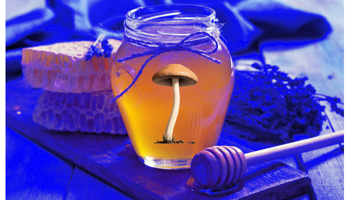 Blue honey: a way to store psilocybin