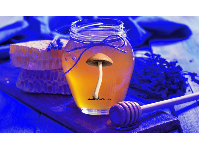 Blue honey: a way to store psilocybin