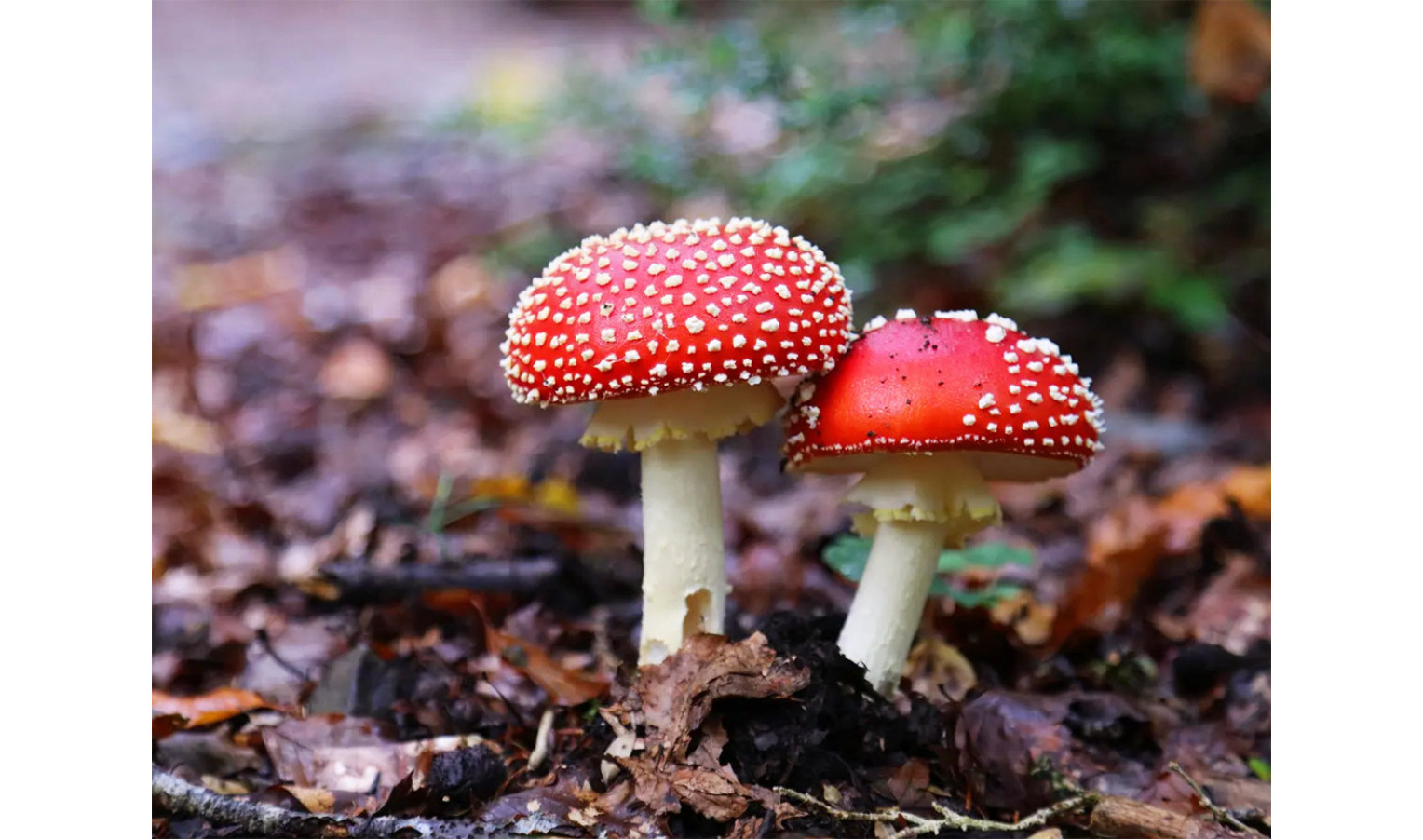 The fly mushroom or "Amanita muscaria"