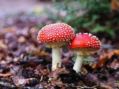 The fly mushroom or "Amanita muscaria"