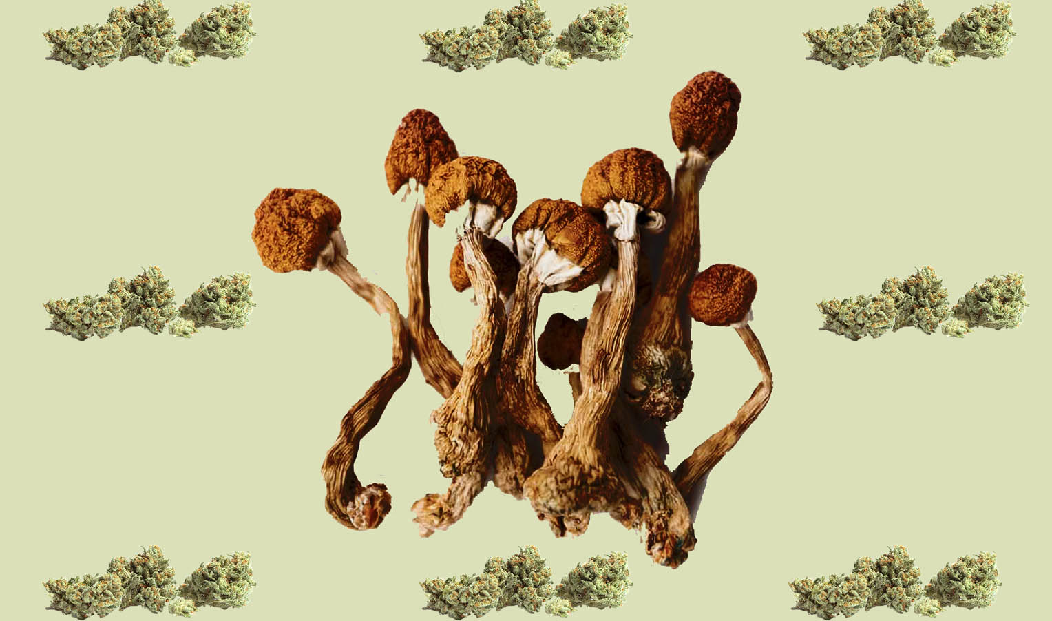 Cannabis and psilocybin: an innovative approach to therapy