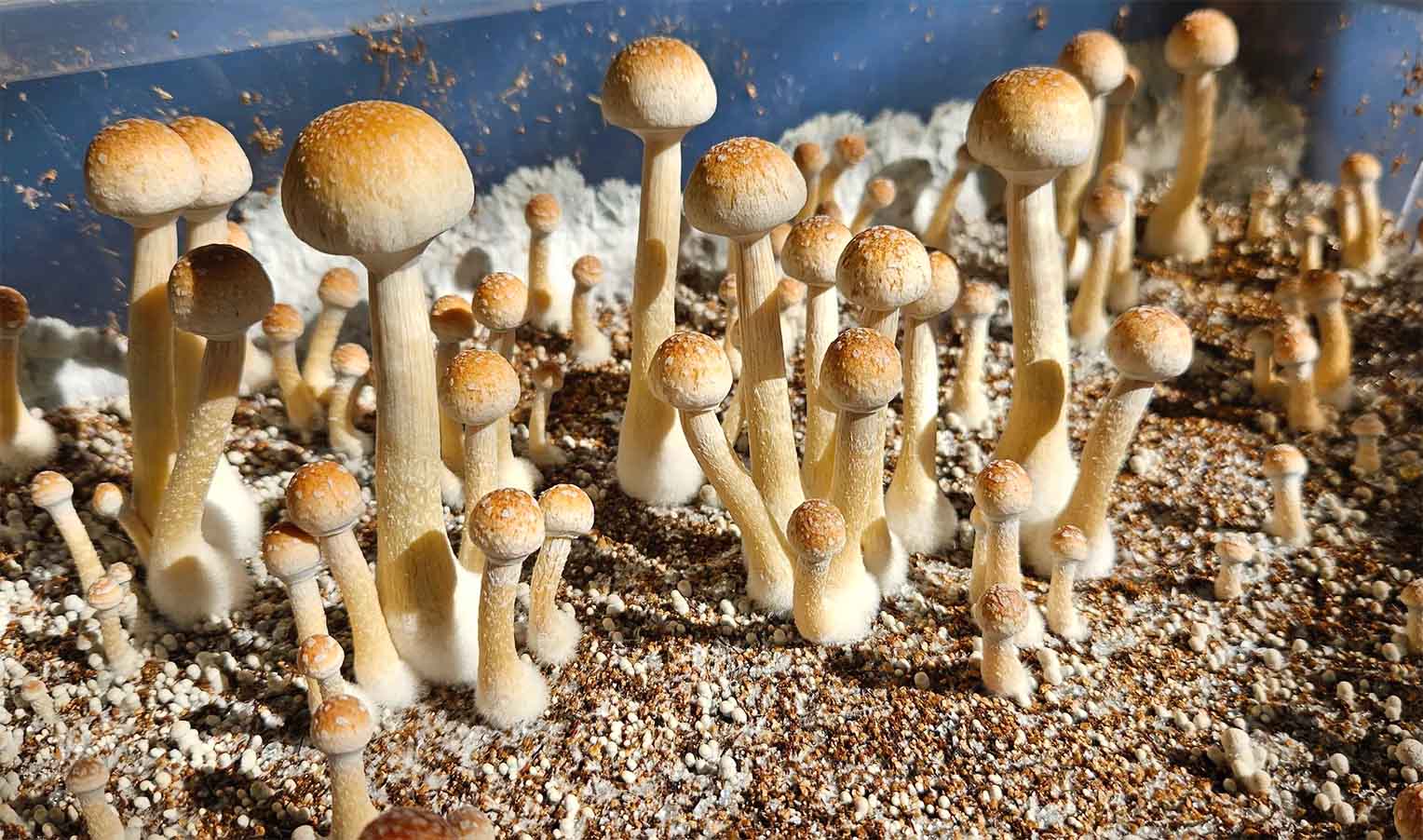 Псилоцибіновий гриб “Psilocybe natalensis”: південноафриканський вид, що набирає популярності