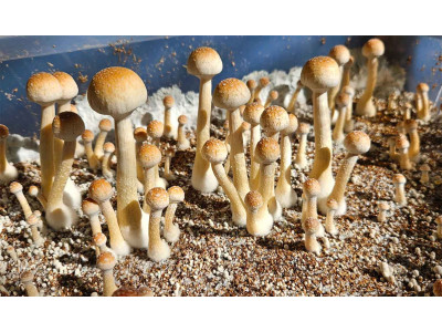 Псилоцибіновий гриб “Psilocybe natalensis”: південноафриканський вид, що набирає популярності