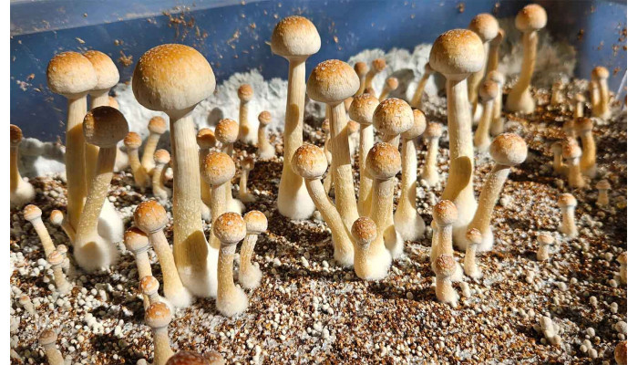 Псилоцибіновий гриб “Psilocybe natalensis”: південноафриканський вид, що набирає популярності