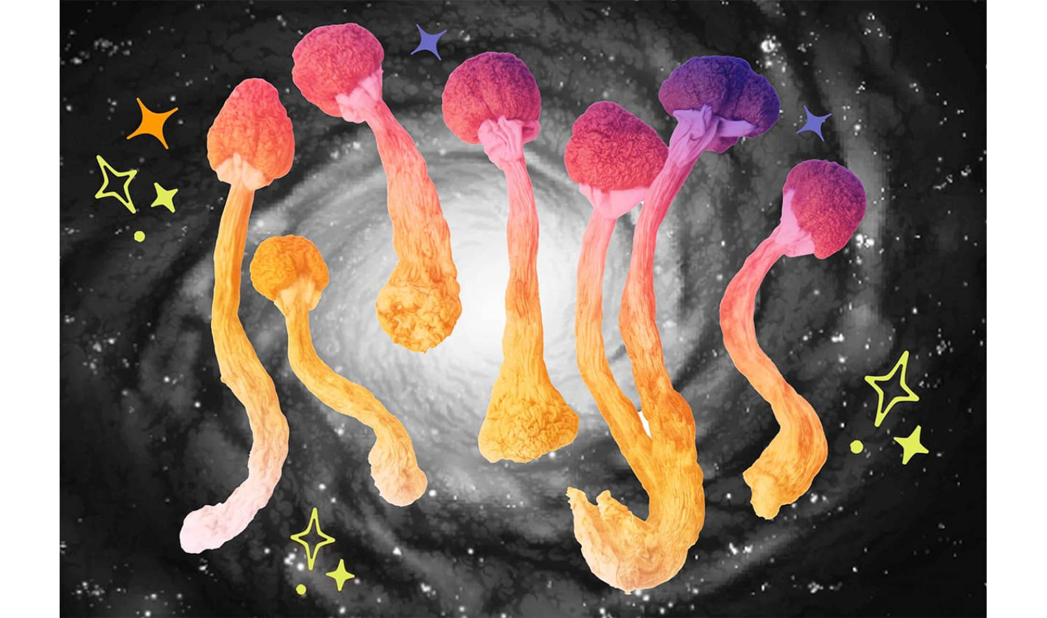 Types of psilocybin mushrooms