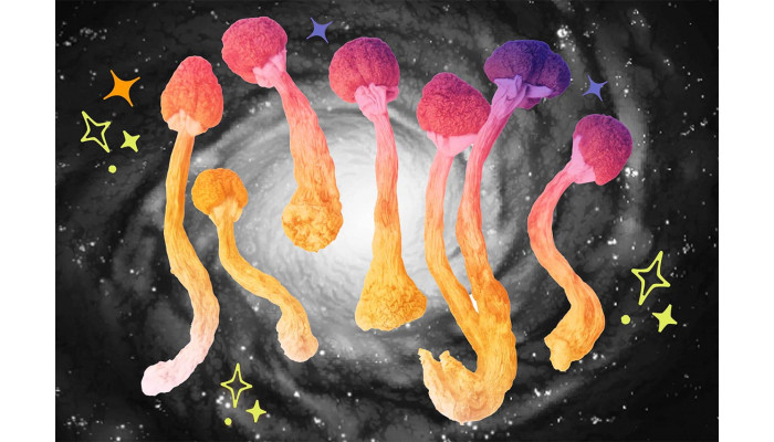 Types of psilocybin mushrooms