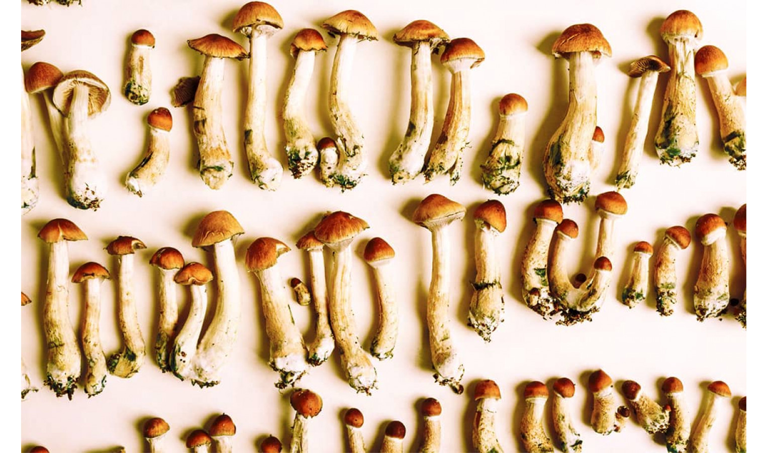 Types of magic mushrooms: division by groups