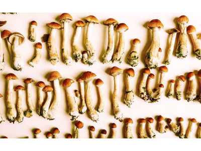 Types of magic mushrooms: division by groups