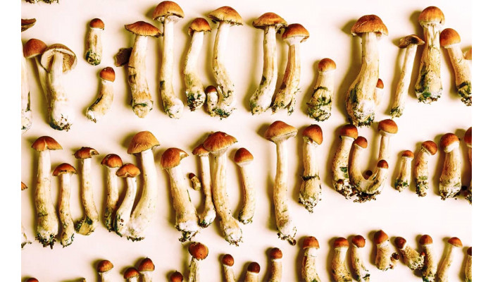 Types of magic mushrooms: division by groups