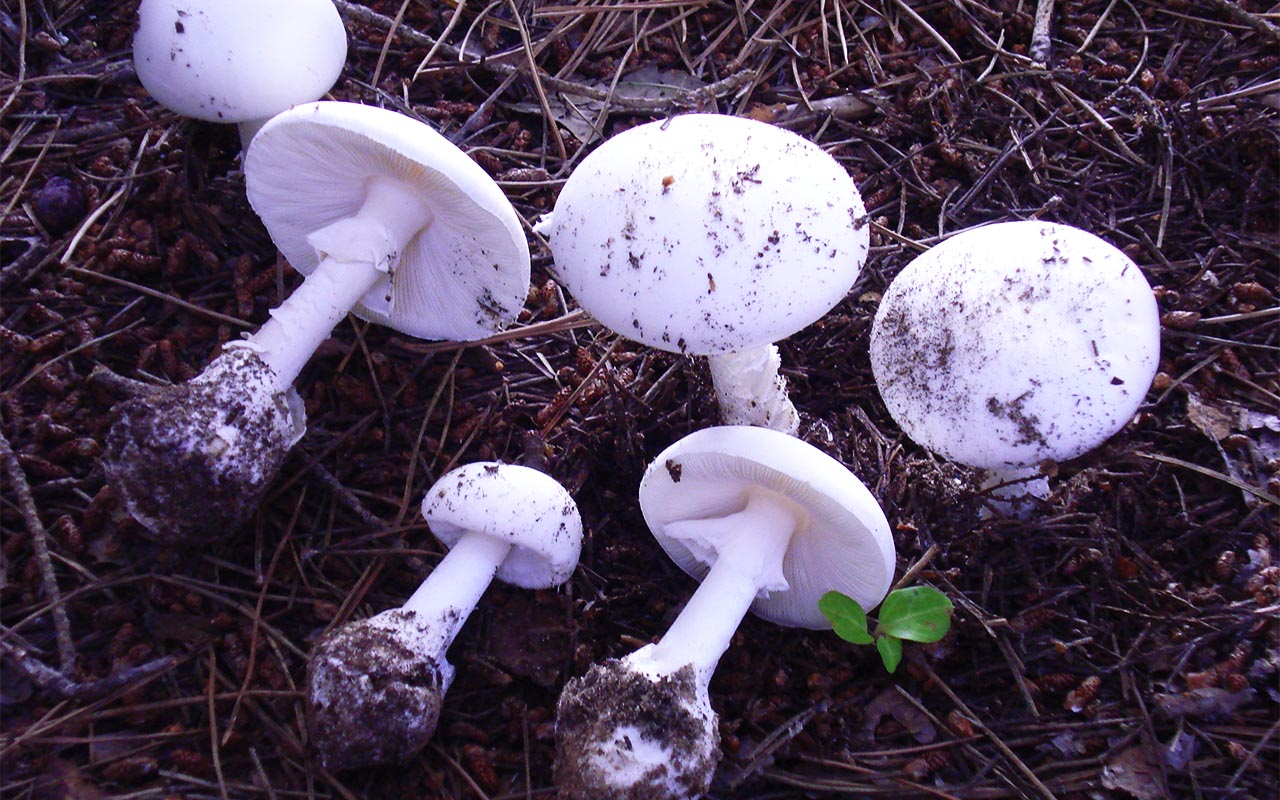 Mushroom Amanita muscaria species Alba