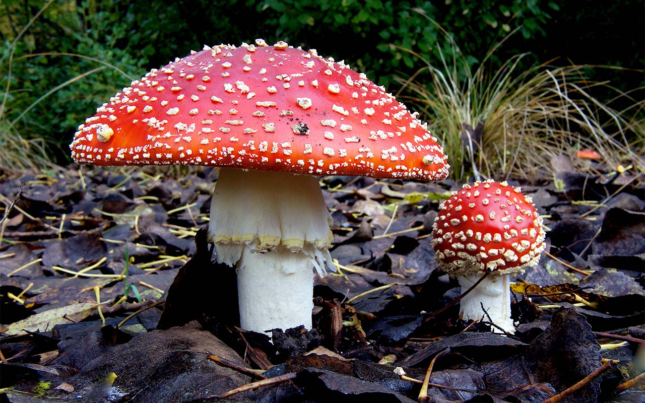 Mushroom Amanita muscaria species Flavivolvata