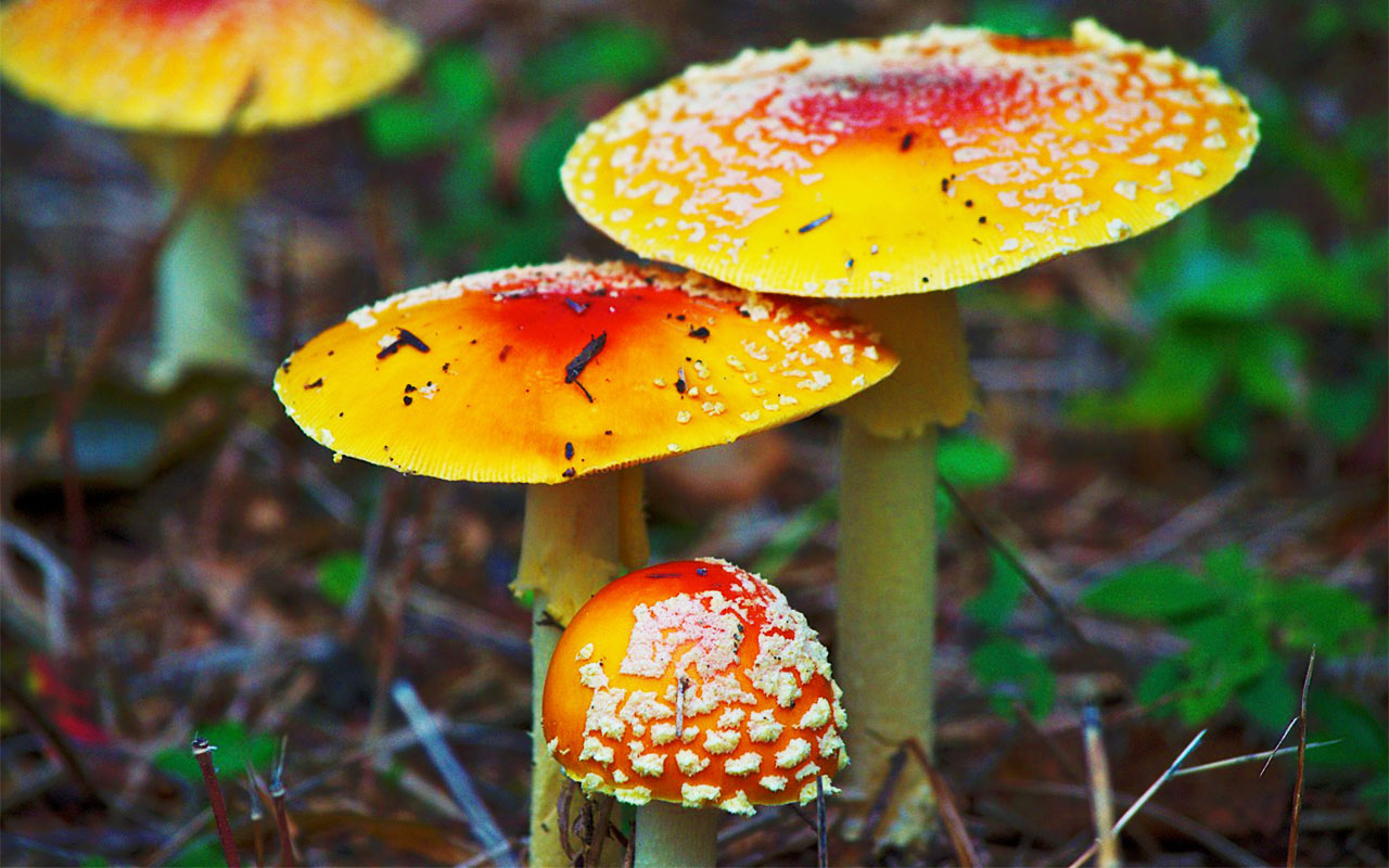 Гриб Amanita muscaria разновидность Formosa