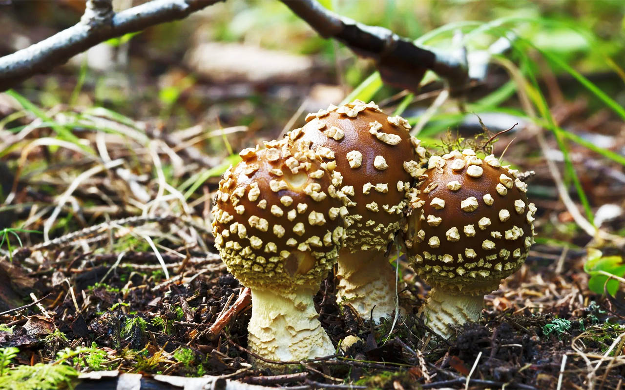 Mushroom Amanita muscaria species Regalis