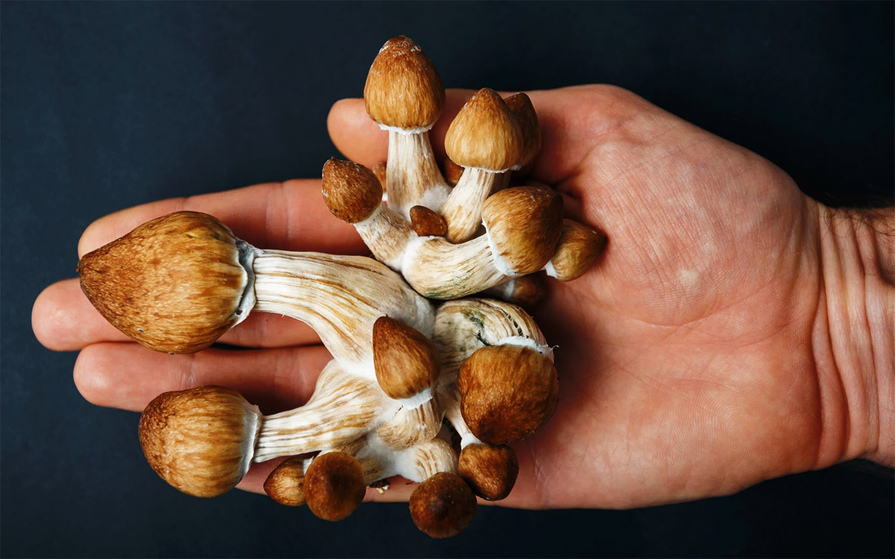 Psilocybin mushrooms