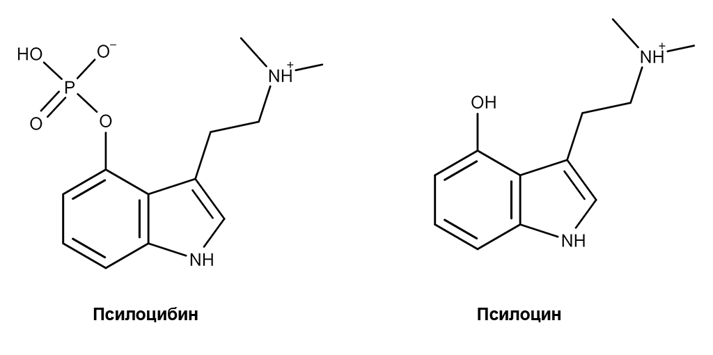 Формула псилоцибина и псилоцина