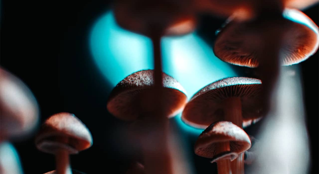 Psilocybin (Magic) Mushrooms