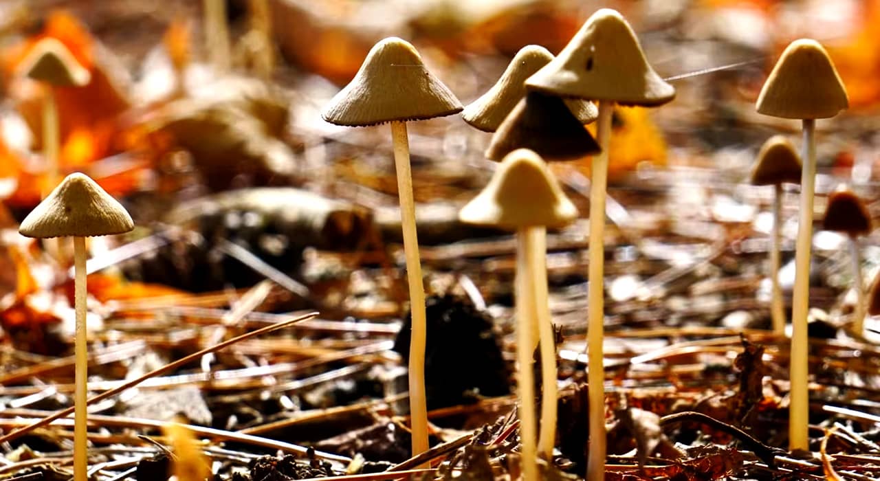 Psilocybin Mushrooms in Ukraine