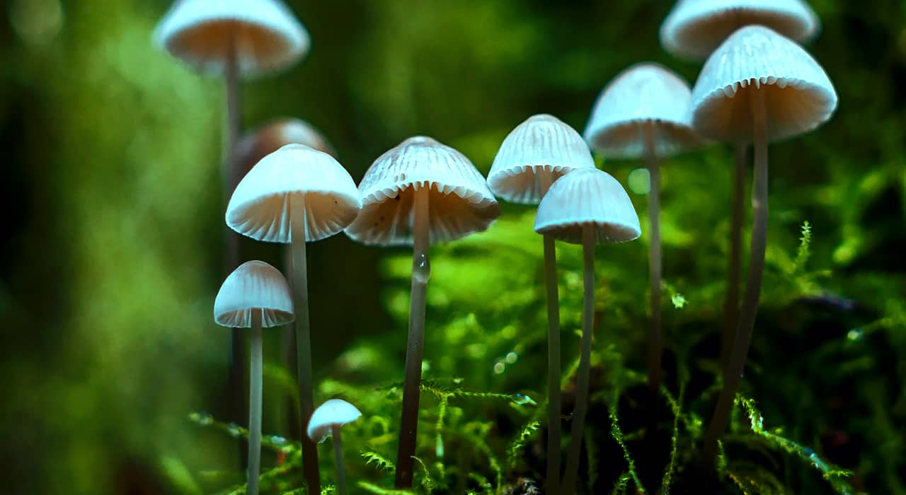 Appearance of Psilocybin Mushrooms