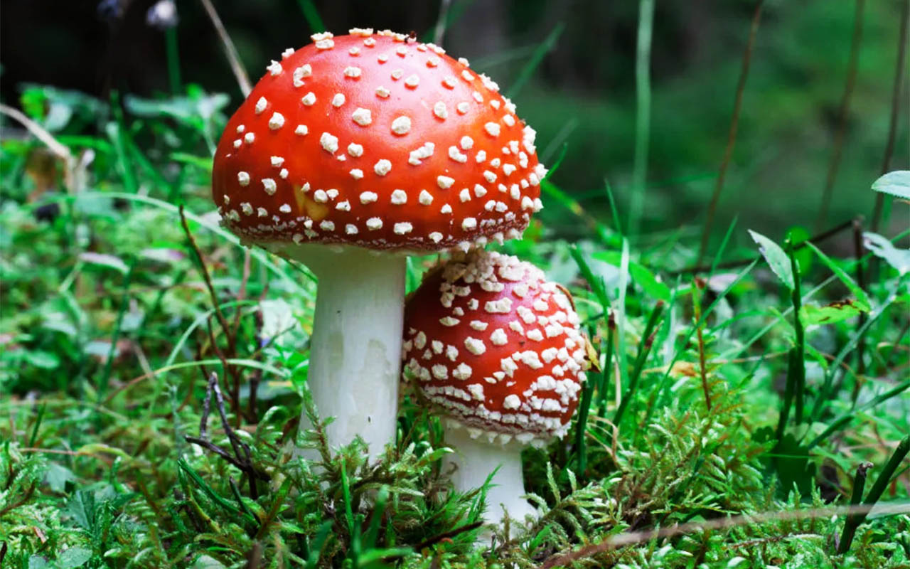 The fly mushroom or "Amanita muscaria"