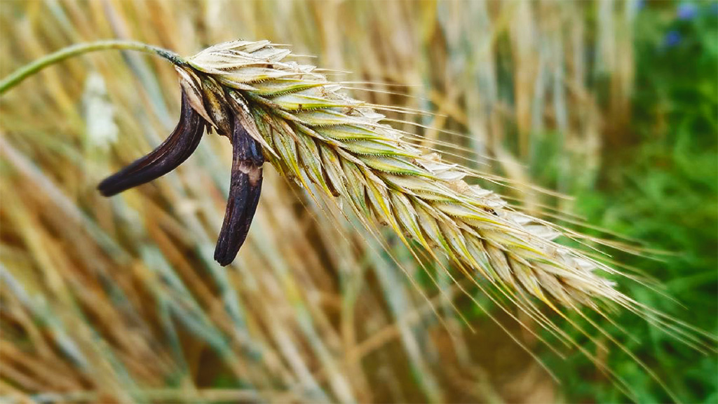 Claviceps purpurea or ergot parasitic mushroom