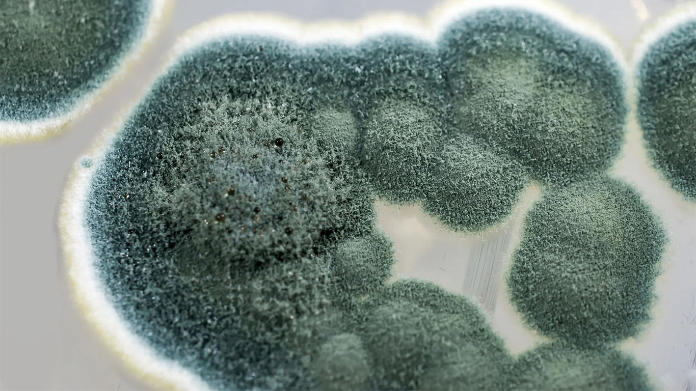 The fungus Penicillium chrysogenum