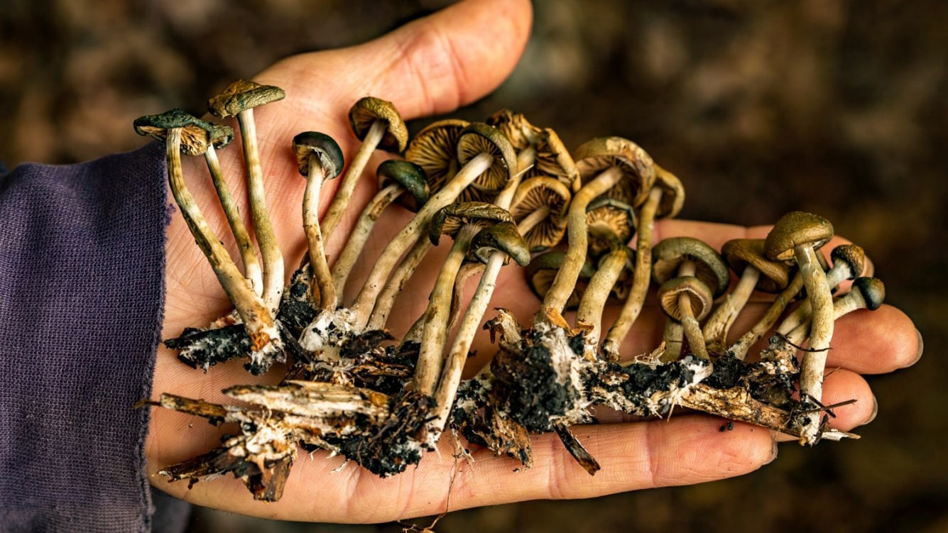 magic mushroom picking
