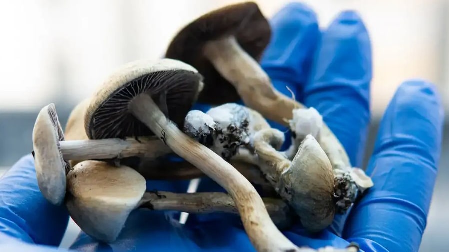 storage of magic mushrooms