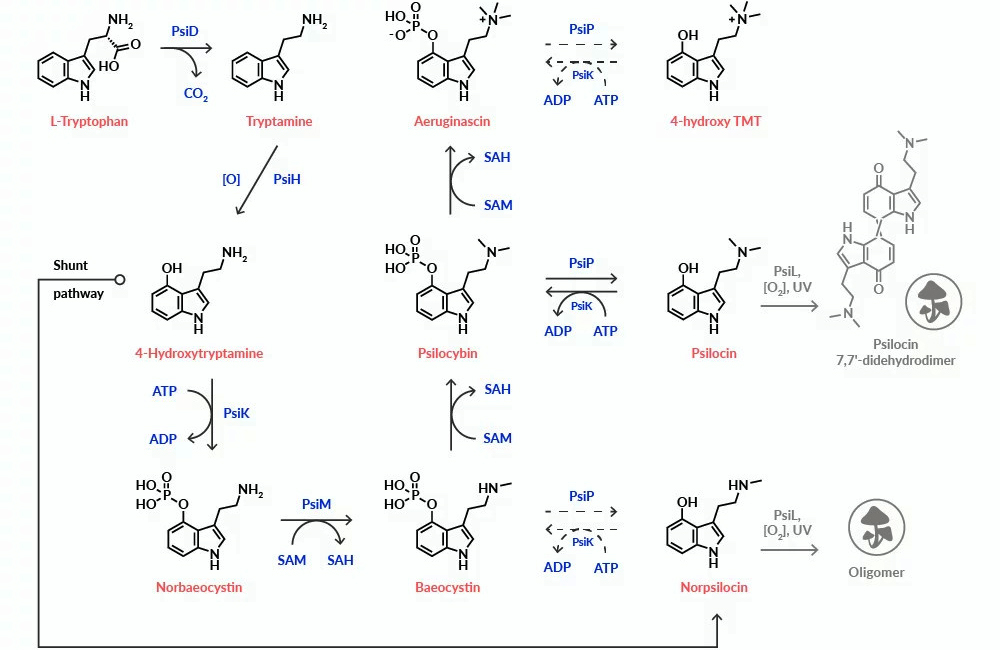 Structure of psychoactive compounds in mushrooms