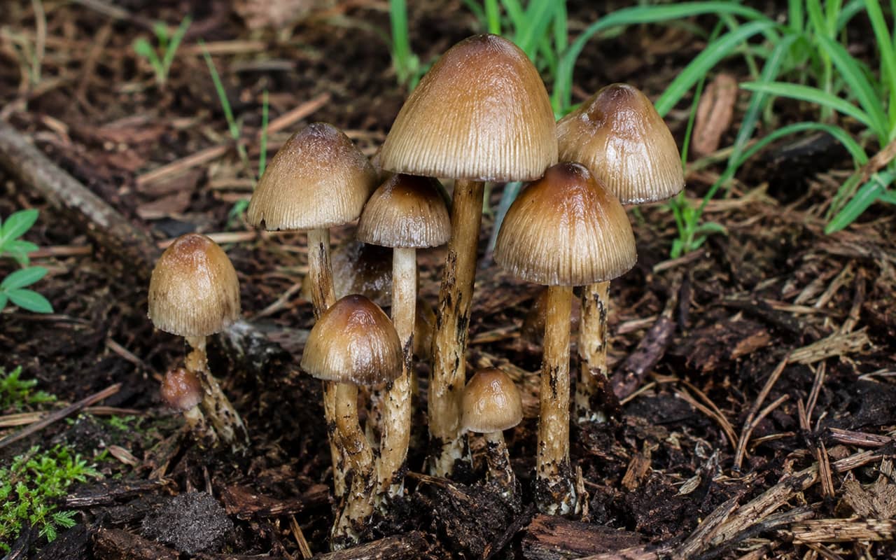Походження та ботанічний опис Psilocybe Galindoi