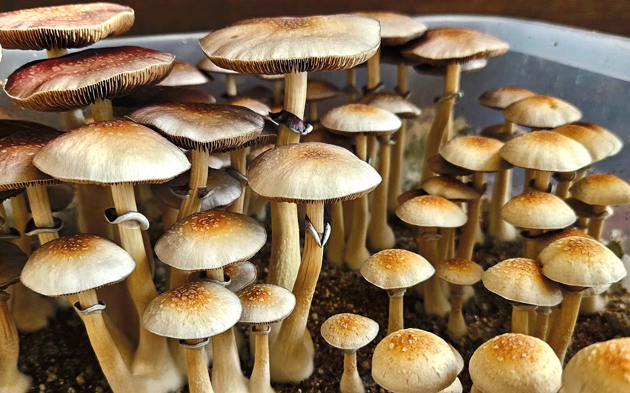 Psilocybe natalensis вид псилоцибінових грибів