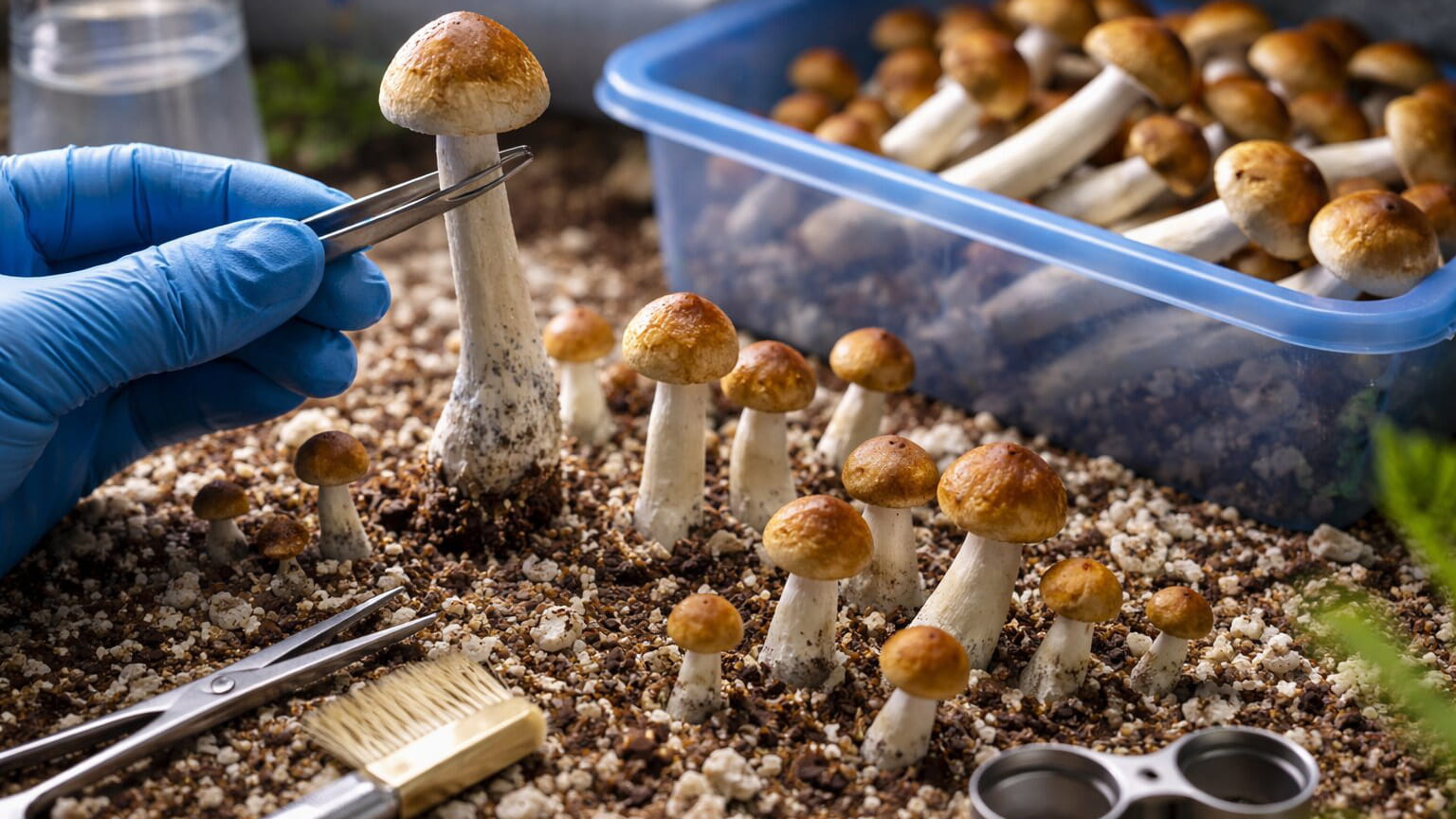 збирання врожаю псилоцибінових грибів спори псилоцибінових грибів