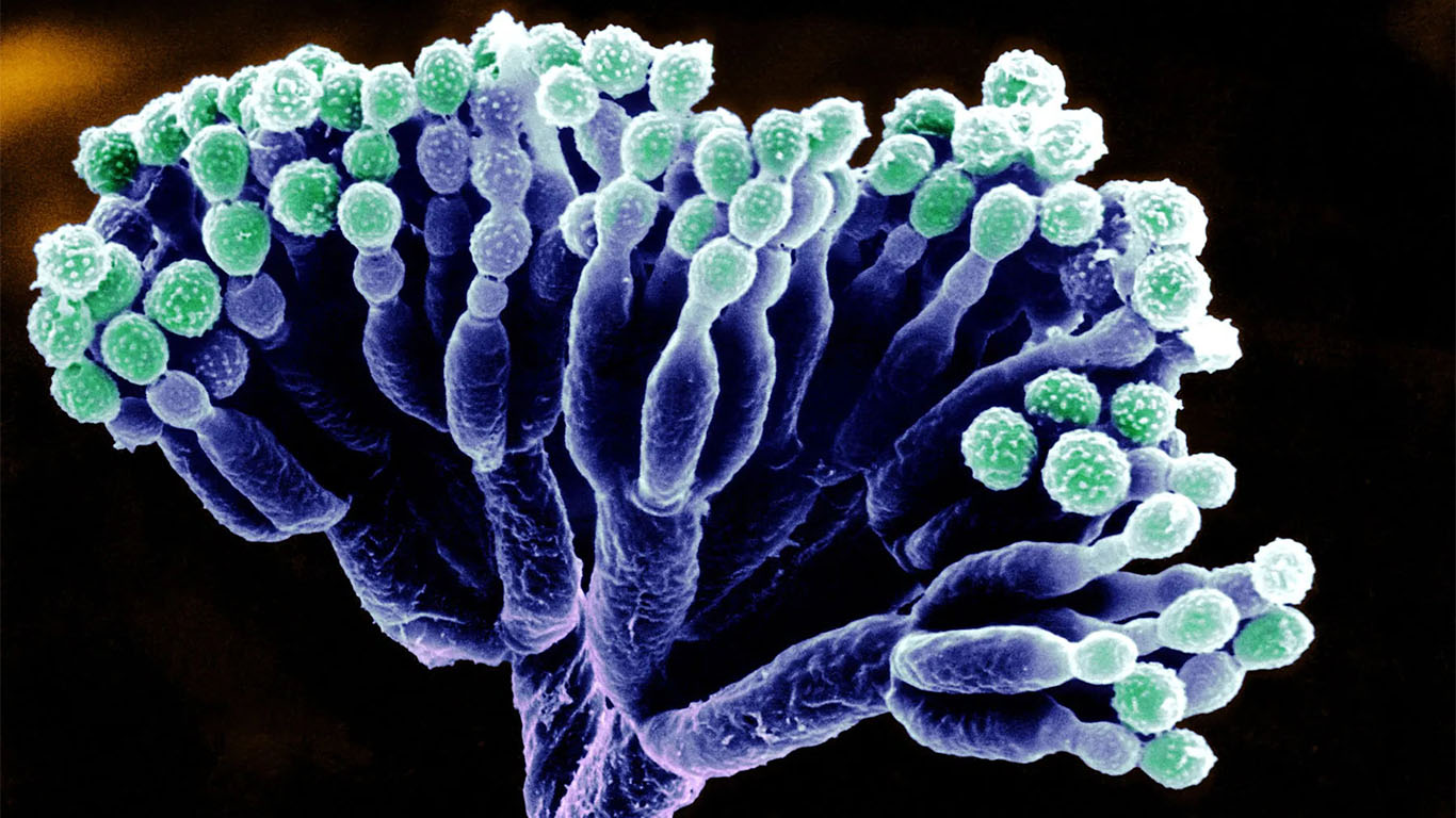 Structure of the fungus Penicillium chrysogenum