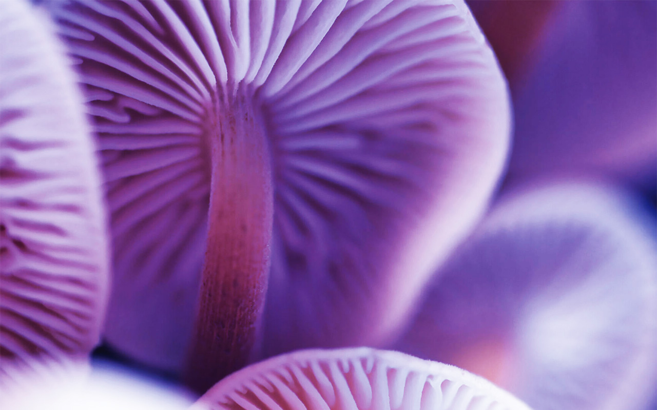 Mushrooms and their unique nature